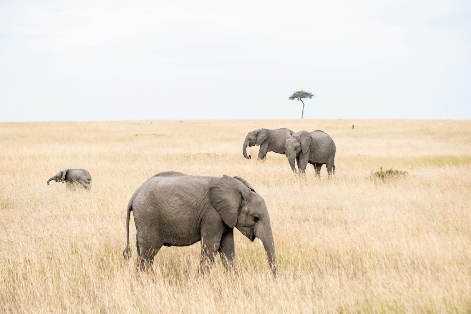 Herd of elephants crossing the savanna